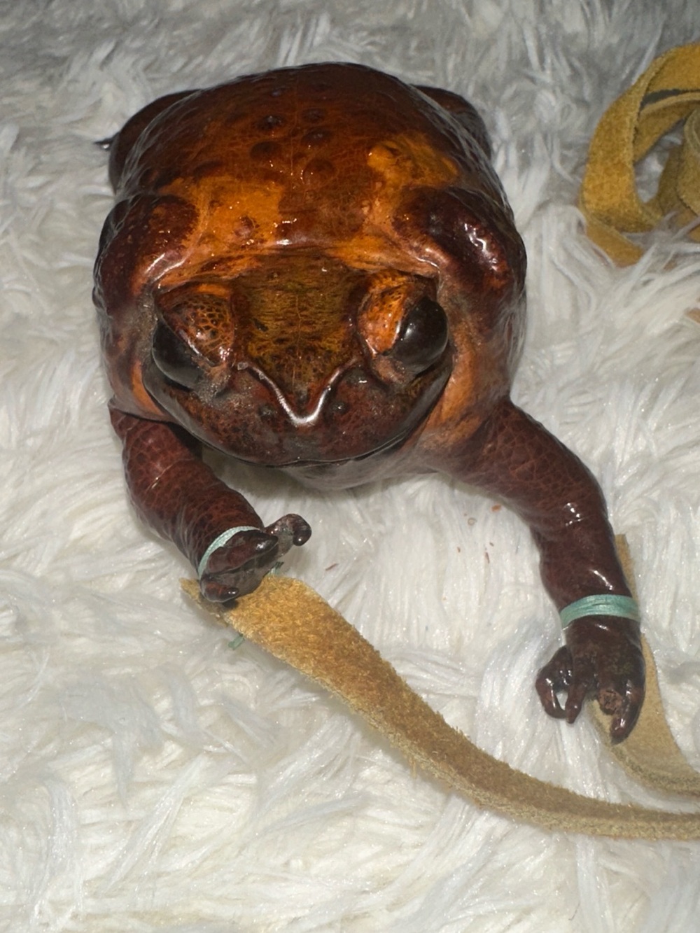 Real Vintage Taxidermy Toad Bull Frog Coin Crossbody Purse Bag Pouch